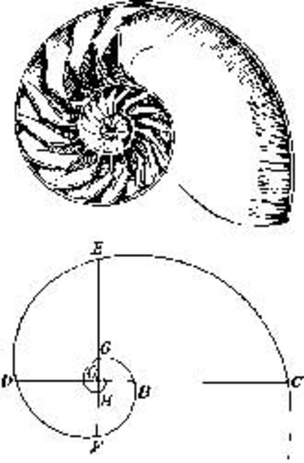 Shell Geometry