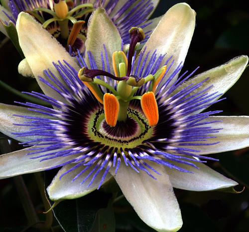 sacred geometry in nature